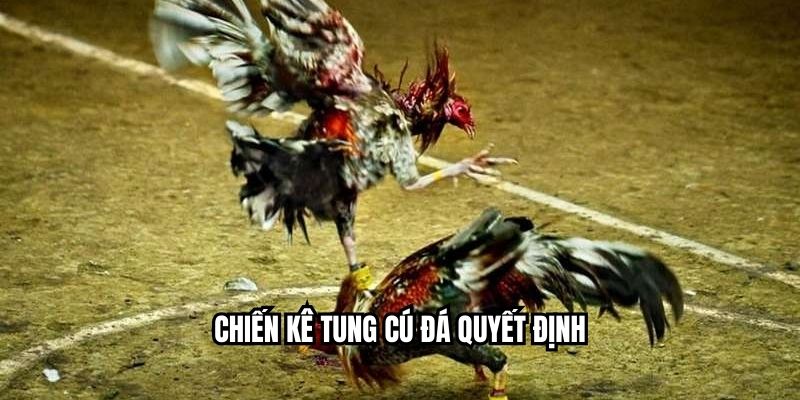 Chiến kê tung cú đá quyết định