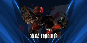 Đá Gà Trực Tiếp