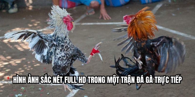 Hình ảnh sắc nét Full HD trong một trận đá gà trực tiếp